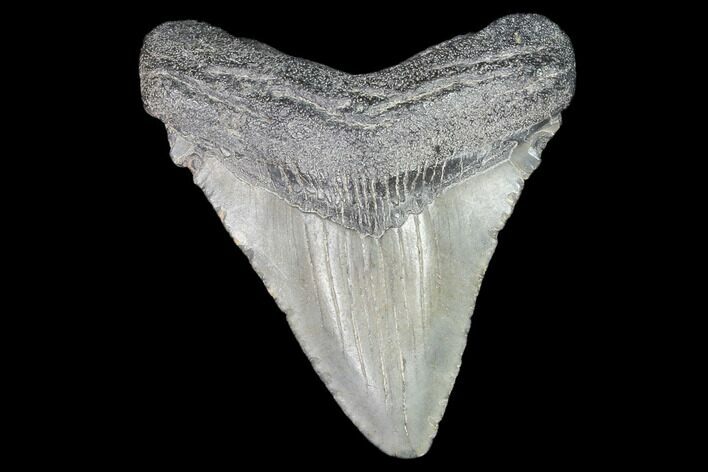 Juvenile Megalodon Tooth - Georgia #101384